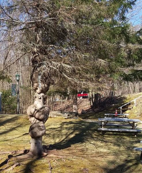 Scaled image 45_Gilford_bridge_weird_pine.jpg 