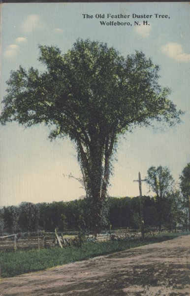 Scaled image s00239.jpg 