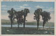Thumbnail s00243.jpg 