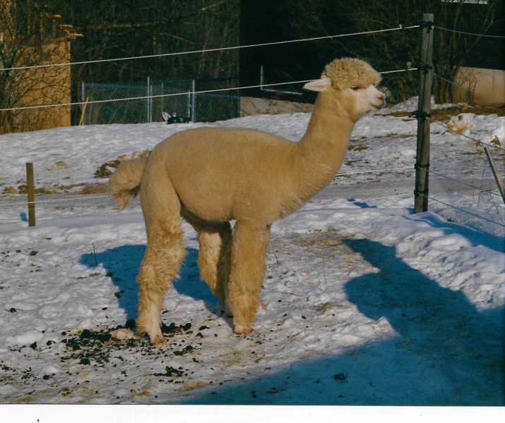 Scaled image alpaca.jpg 