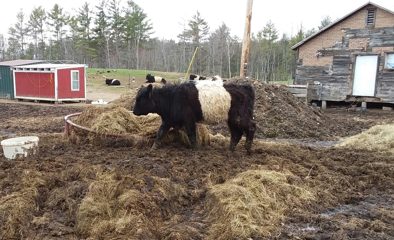 Scaled image cow.jpg 