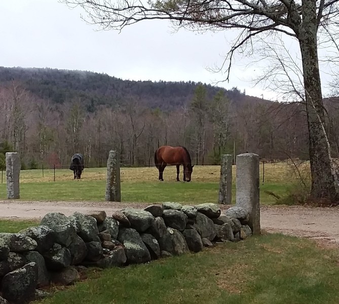 Scaled image horse.jpg 