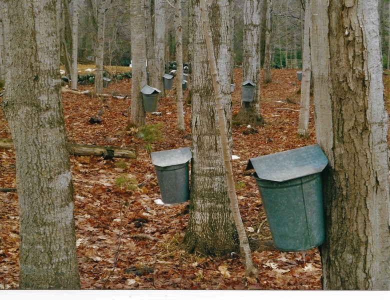 Scaled image maple_sap_buckets.jpg 
