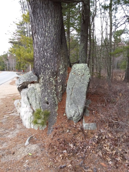 Scaled image tree_in_rock.jpg 