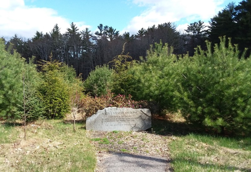 Scaled image 45_A._Stevens_preserve_trees.jpg 